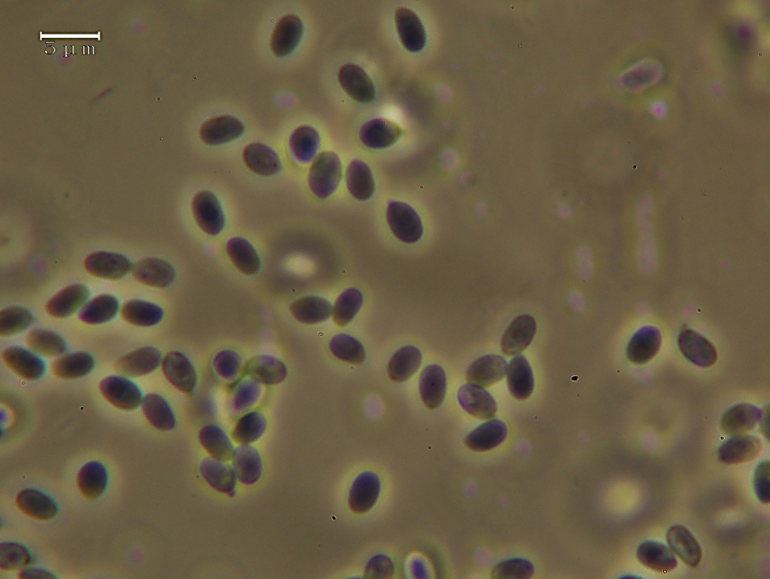 Steccherinum sp. (Steccherinum ochraceum)